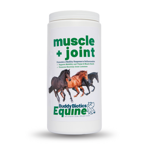 Equine Muscle + Joint